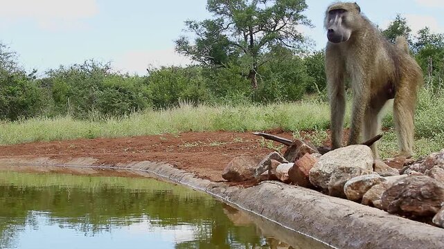 Chacma baboon drinking and walking along waterhole  in greater  Kruger National park, South Africa ; Specie Papio ursinus family of Cercopithecidae