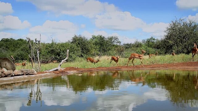 Small group of Common Impalas running in shore and Chacma baboon drinking in waterhole with reflection in Greater Kruger National park, South Africa ; Specie Aepyceros melampus family of Bovidae