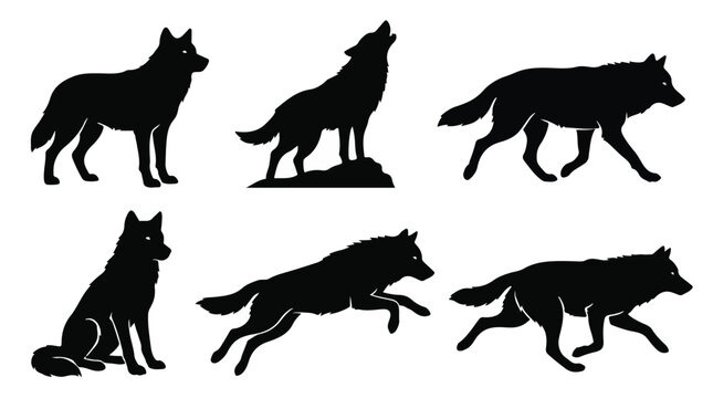 A set of six wolf in various poses silhouette vector illustration on a white background
