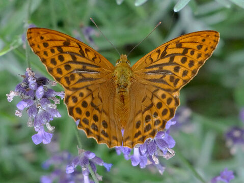 Argynnis paphia. An orange butterfly with black spots rests on purple lavender flowers. The butterfly's wings are spread wide, showcasing its intricate patterns.