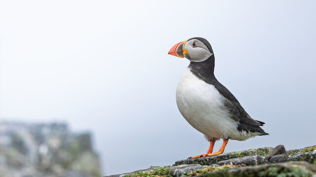 Puffin stands on mossy cliff edge