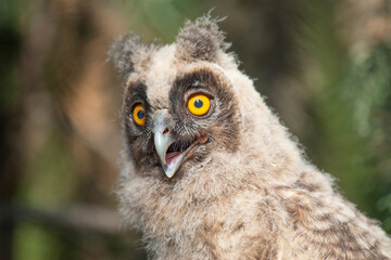 Naklejka premium great grey owl
