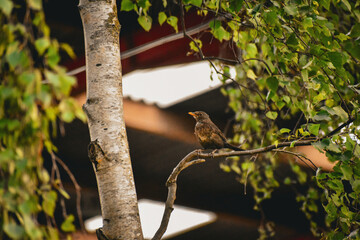 Merle noir (Turdus merula) perché sur une branche de bouleau, de profil, dans une ambiance printanière ou estivale © Sylvestra