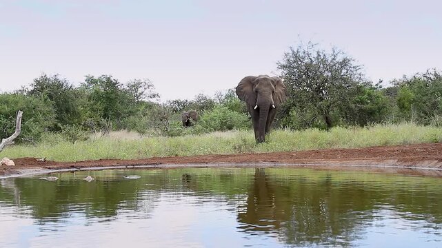 African bush elephant walking with caution front view to waterhole in Greater Kruger National park, South Africa ; Specie Loxodonta africana family of Elephantidae