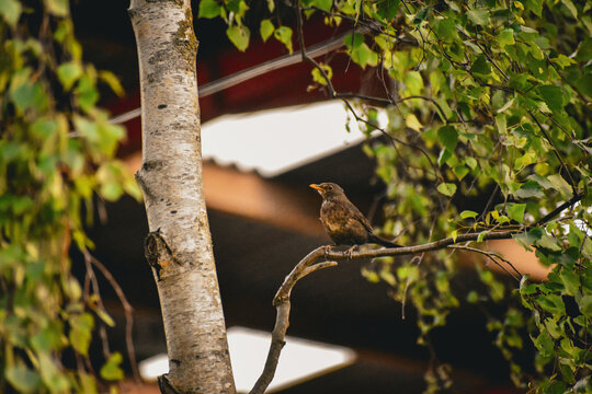 Merle noir (Turdus merula) perch&eacute; sur une branche de bouleau, de profil, dans une ambiance printani&egrave;re ou estivale