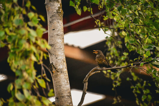 Merle noir (Turdus merula) perch&eacute; sur une branche de bouleau, chantant de profil