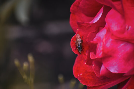 Mouche en gros plan pos&eacute;e sur les p&eacute;tales d'une rose presque rouge, cr&eacute;ant un contraste entre l'insecte nuisible et la beaut&eacute; de la fleur.