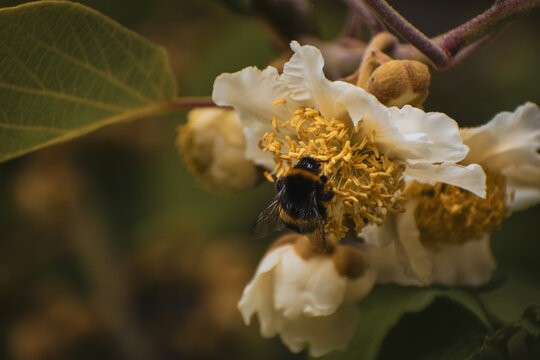 Gros plan esth&eacute;tique sur une abeille butinant une fleur de kiwi aux &eacute;tamines dor&eacute;es et aux p&eacute;tales blancs. 