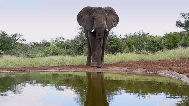 African bush elephant walking with caution front view to waterhole in Greater Kruger National park, South Africa ; Specie Loxodonta africana family of Elephantidae