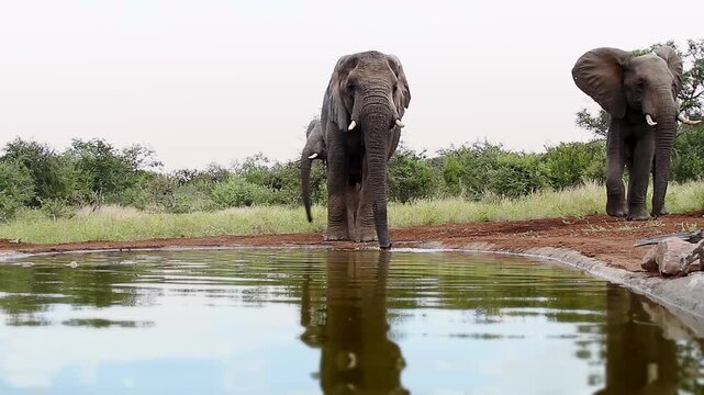 Three African bush elephants drinking front view in waterhole  in Greater Kruger National park, South Africa ; Specie Loxodonta africana family of Elephantidae