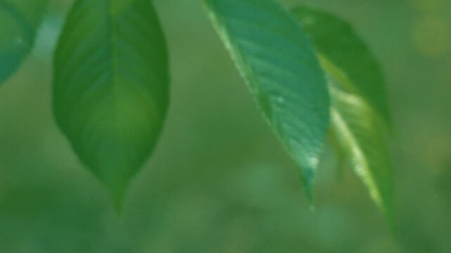 Close-up of Tree Leaves