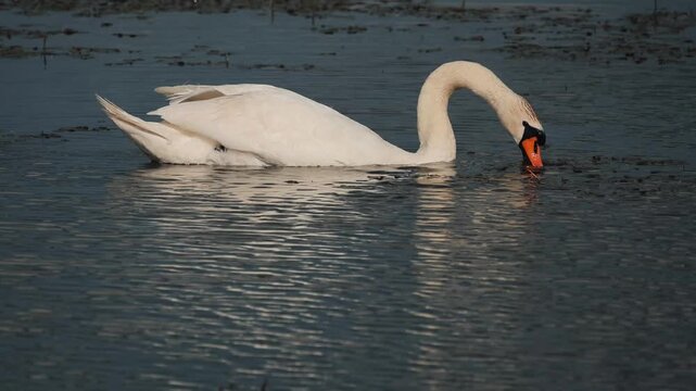 Graceful Mute Swan Swimming and Feeding in a Calm Lake