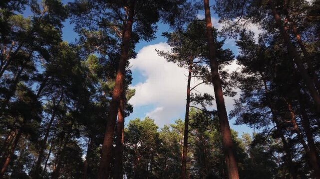 Slow camera tilt from a low angle perspective showing tall pine trees reaching up towards a bright blue sky with white fluffy clouds, revealing the peaceful beauty of the forest canopy