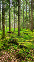 Fototapeta premium Sunlit green moss and tall pine trees in natural ecosystem in Black Forest Schwarzwald in Germany.
