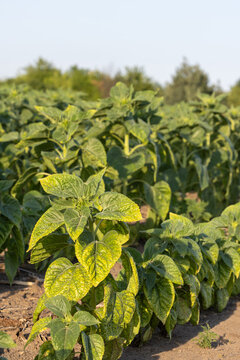 Close up of a young unbloomed sunflower exhibiting yellowing foliage indicative of disease or nutrient deficiency in a cultivated farm field during daylight with clear sky copy space.