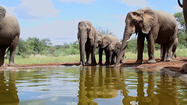 Small group of African bush elephant with calf drinking in waterhole in Greater Kruger National park, South Africa ; Specie Loxodonta africana family of Elephantidae