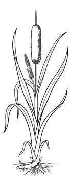 Vintage cattail botanical illustration, hand drawn bulrush plant with roots and leaves, black and white engraved reed vector for nature design