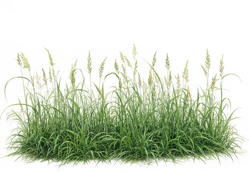 Lush green grass with seed heads on white background  natural scenery