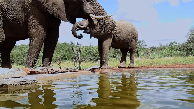 Two African bush elephants drinking in waterhole wide angle view in Greater Kruger National park, South Africa ; Specie Loxodonta africana family of Elephantidae
