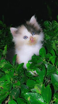 Adorable tricolor kitten sitting in green bushes at night