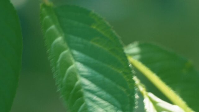 Close-up of Tree Leaves