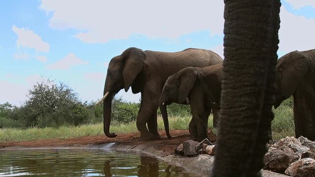 African bush elephant drinking and one trunk in foreground in Greater Kruger National park, South Africa ; Specie Loxodonta africana family of Elephantidae