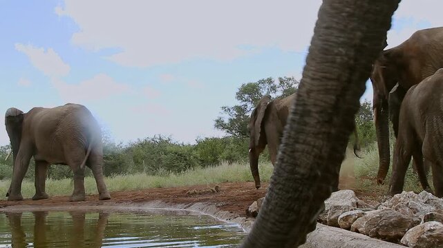 African bush elephant drinking and one trunk in foreground in Greater Kruger National park, South Africa ; Specie Loxodonta africana family of Elephantidae