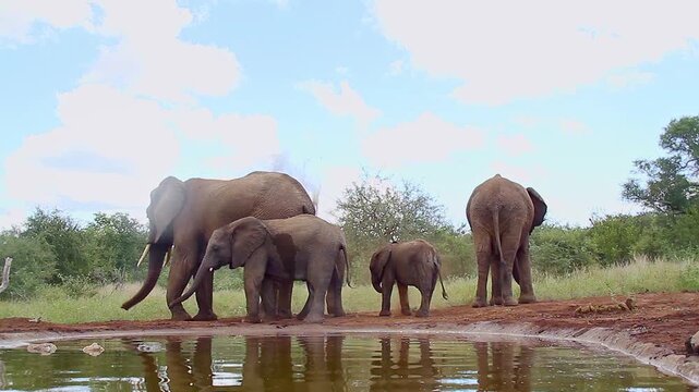 African bush elephant family with calf spreading sand along waterhole in Greater Kruger National park, South Africa ; Specie Loxodonta africana family of Elephantidae