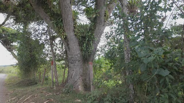 large tree with epiphytic bromeliads in nature