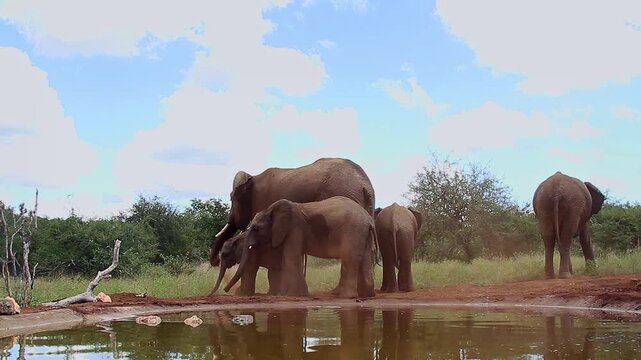 African bush elephant family with calf spreading sand along waterhole in Greater Kruger National park, South Africa ; Specie Loxodonta africana family of Elephantidae
