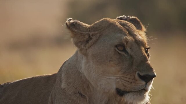 Female big cat African lion resting in daylight in Kenya, Africa landscape in Maasai national park wildlife reserve in close up portrait detail, with predator eyes, hair, and face in 4k slow motion