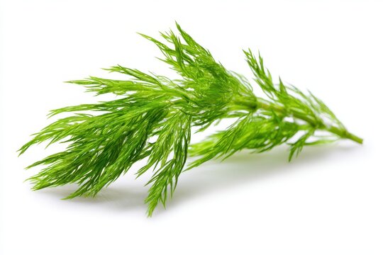 Ceratophyllum demersum hornwort with feathery green leaves on white backdrop
