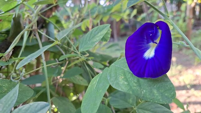 Butterfly pea flower purple video stock footage. Close up static shot of clitoria ternatea herbal blossom blowing in gentle wind ideal for organic tea commercial and nature broll