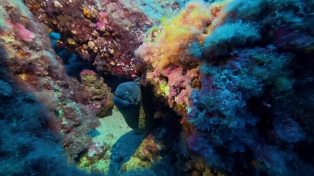 Spotted moray eel in a colourful reef