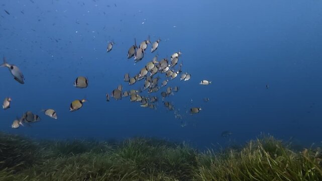 Undersea life - Two banded bream fish shoal in blue sea water
