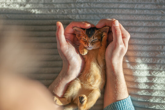 Small Abyssinian kitten sleeping peacefully inside pair of hands formed into heart shape. Care, protection and unconditional love between humans and animals.
