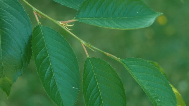 Close-up of Tree Leaves