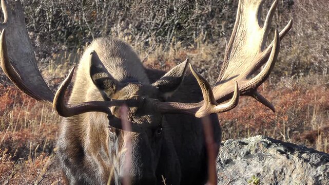 Majestic bull moose with large antlers stands in a dry, grassy wilderness landscape