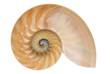 Cross Section of a Nautilus Shell with Iridescent Spiral Chambers © Tania