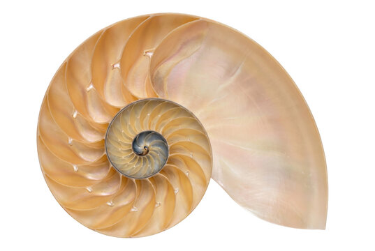 Cross Section of a Nautilus Shell with Iridescent Spiral Chambers