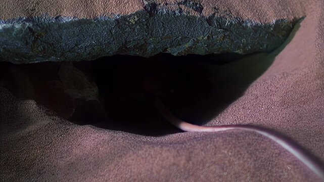 Small desert rodent emerges from sandy burrow in arid environment