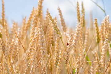 Obraz premium Golden Wheat Ears in a Sunlit Field Against Blue Sky