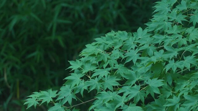 Green maple twig
