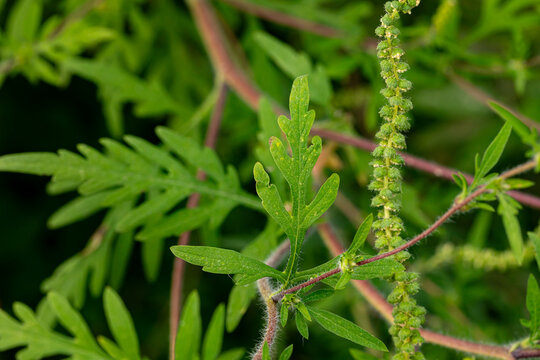 Closeup of common ragweed plant seed head and leaves. Annual ragweed plant identification, pollen allergy, and weed control concept.