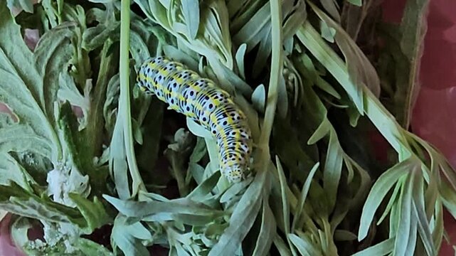 Mullein Moth Caterpillar Crawling on Cut Absinth Wormwood Leaves