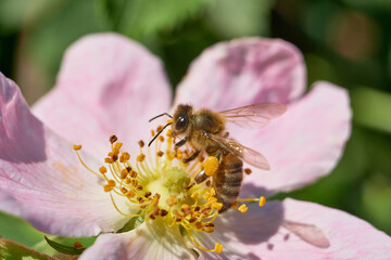 Honey bee collecting pollen on a pink briar flower macro photography © Николай Федосов