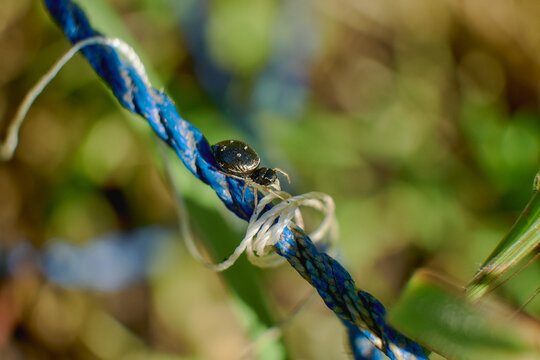 Small shiny black beetle crawling on a blue braided rope in a garden
