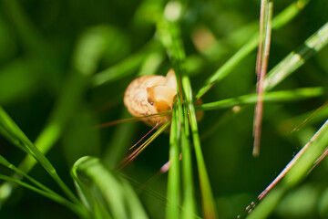 Small garden snail crawling on green pine needles in the wild macro shot © Николай Федосов