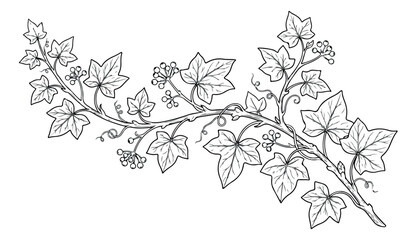 Vintage ivy vine line art illustration, botanical climbing plant branch with leaves and berries, hand drawn floral vector element for wedding stationery © Rehman