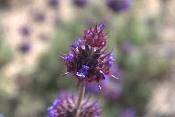 Fototapeta premium Chia sage wildflower blooming in the desert, Joshua Tree National Park